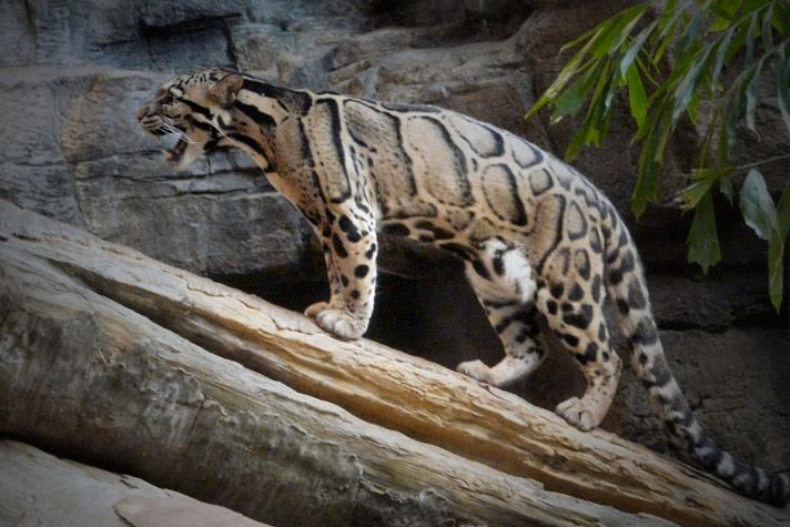 Meghalaya gears up for 2022 National Games; clouded leopard to be mascot -  Inside Sport India