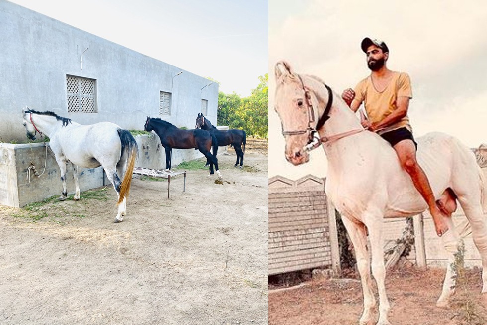 IPL 2021: CSK's Ravindra Jadeja reunites with his horses, shares emotional  post - Inside Sport India