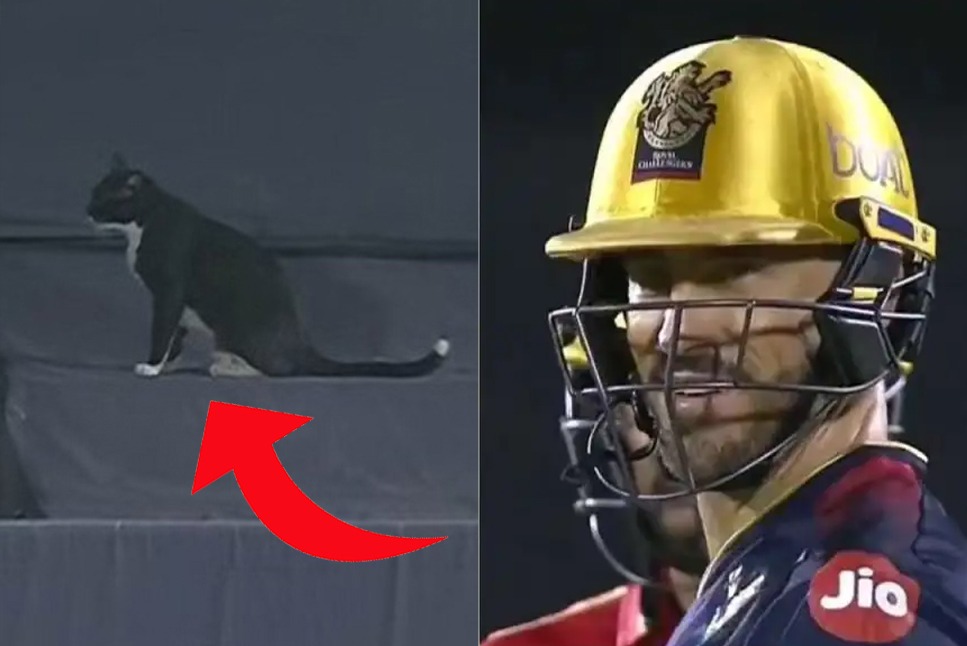 IPL 2022: Black Cat wins over internet with special appearance during IPL 2022, hilariously halts play in second innings – Watch video