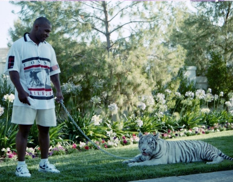 Mike Tyson: 'He in other bed, I in other bed'- Iron Mike reveals how he dealt with his pet tigers;  French Montana joins him on the Hotboxin with Mike Tyson