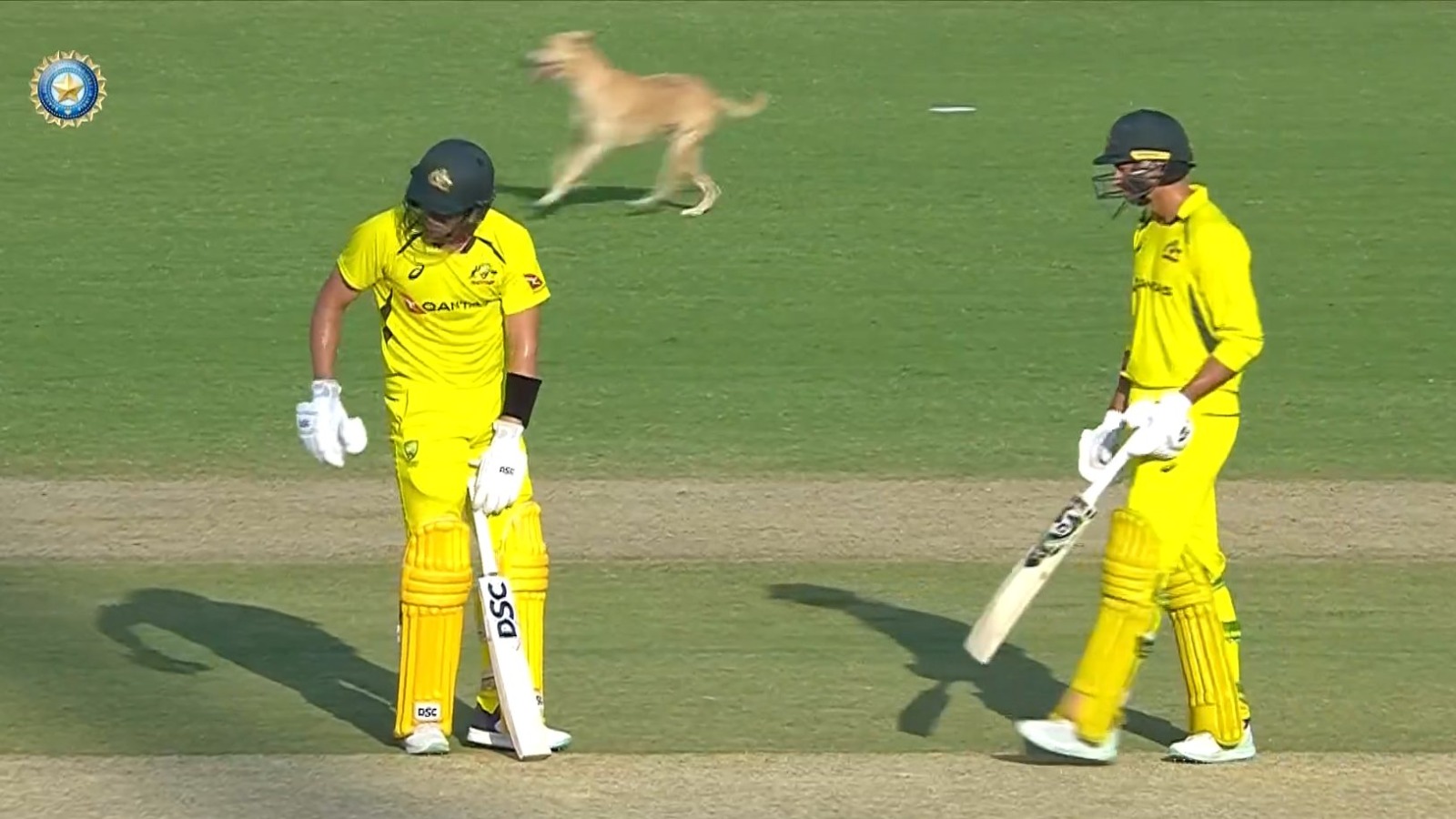 IND vs AUS 3rd ODI: WATCH 'Pawfect' 12th man interrupts IND AUS Chennai ODI, Crowd cheers on as dog stalls play at Chepauk - WATCH video