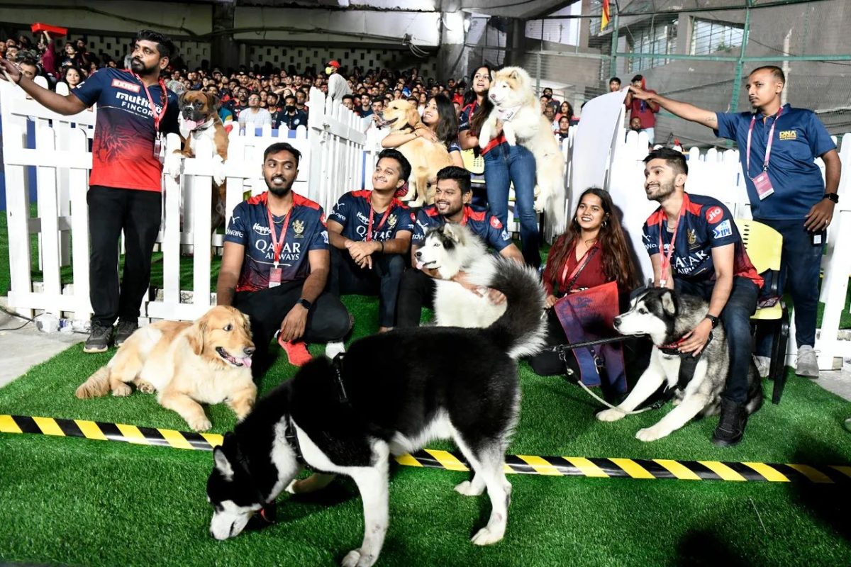 RCB vs LSG Dogs' Day Out at Chinnaswamy Stadium, Canines get SPECIAL